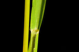 Image of fringed brome