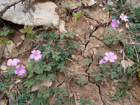 Image of violet woodsorrel