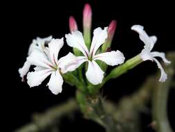 Image of Pachypodium succulentum (L. fil.) Sweet