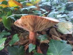 Image of Rufous Milkcap