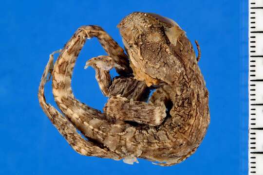 Image of Cook Strait Tuatara