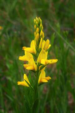 Imagem de Genista tinctoria L.