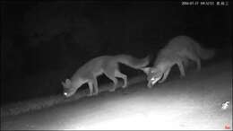 Image of Grey Foxes