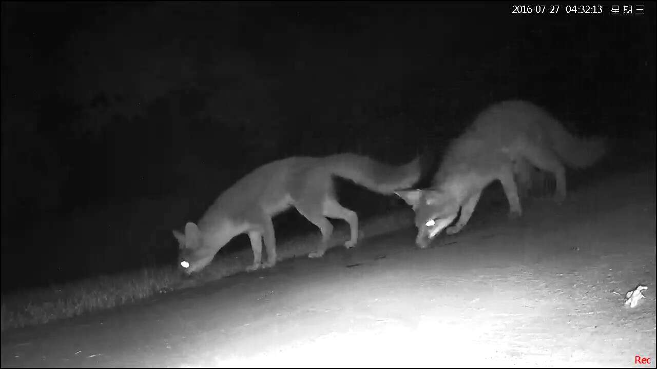 Image of Grey Foxes