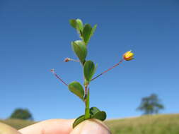 Image of roundleaf sensitive pea