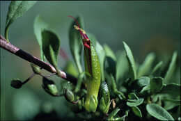 صورة Eremophila serpens R. J. Chinnock