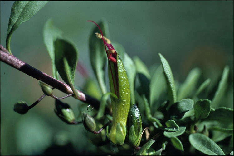 صورة Eremophila serpens R. J. Chinnock