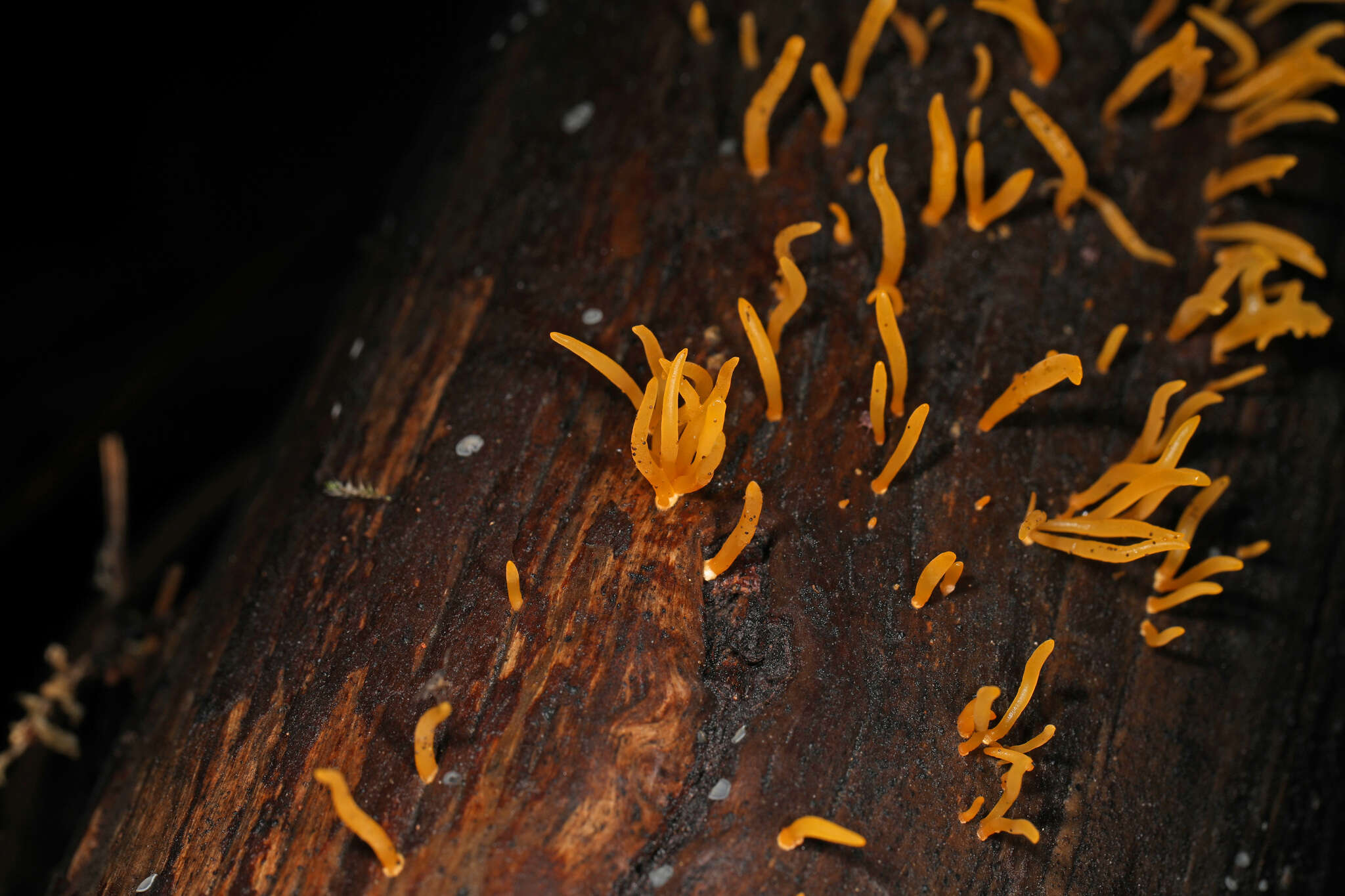 Image of Calocera cornea (Batsch) Fr. 1827