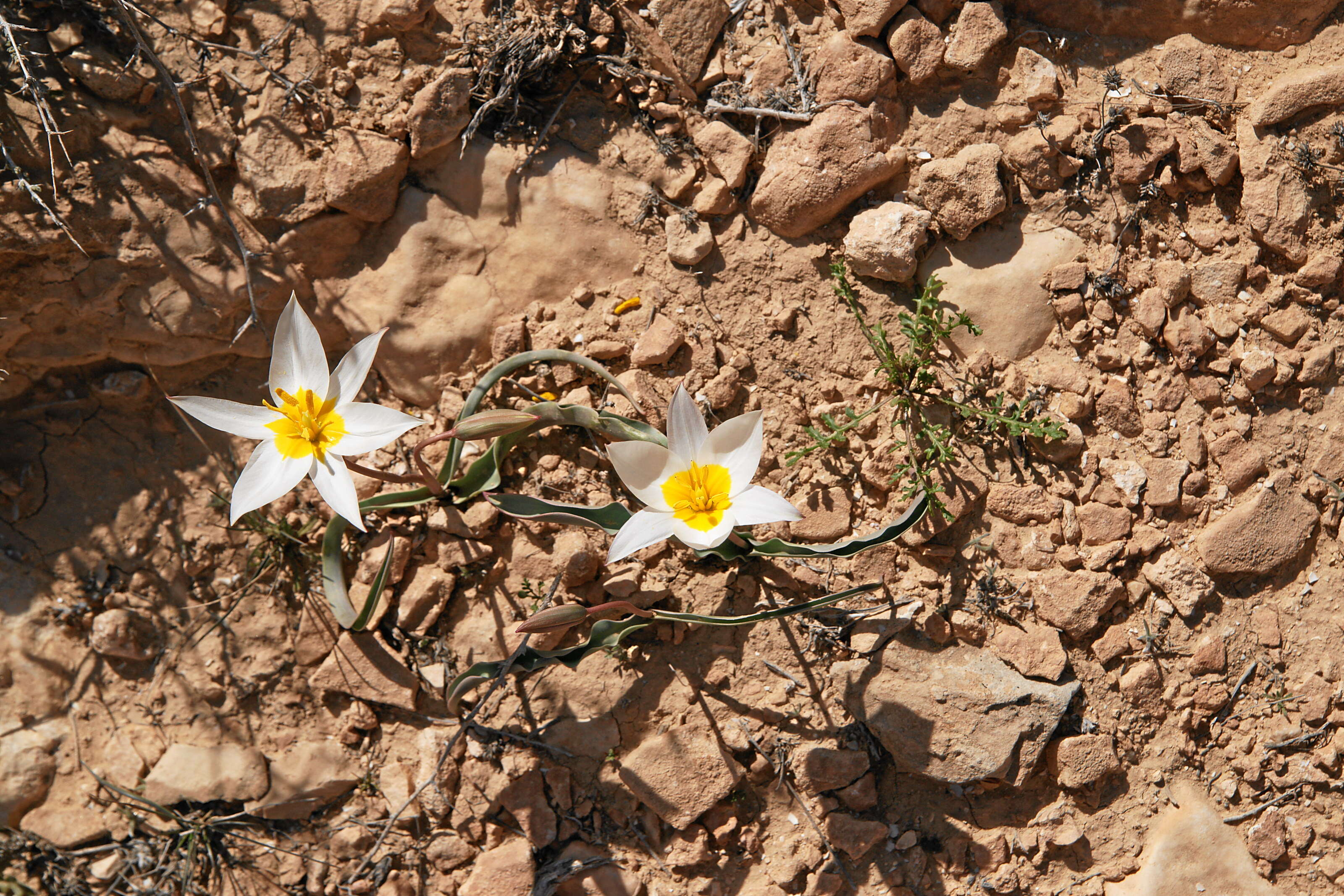 Image de Tulipa biflora Pall.