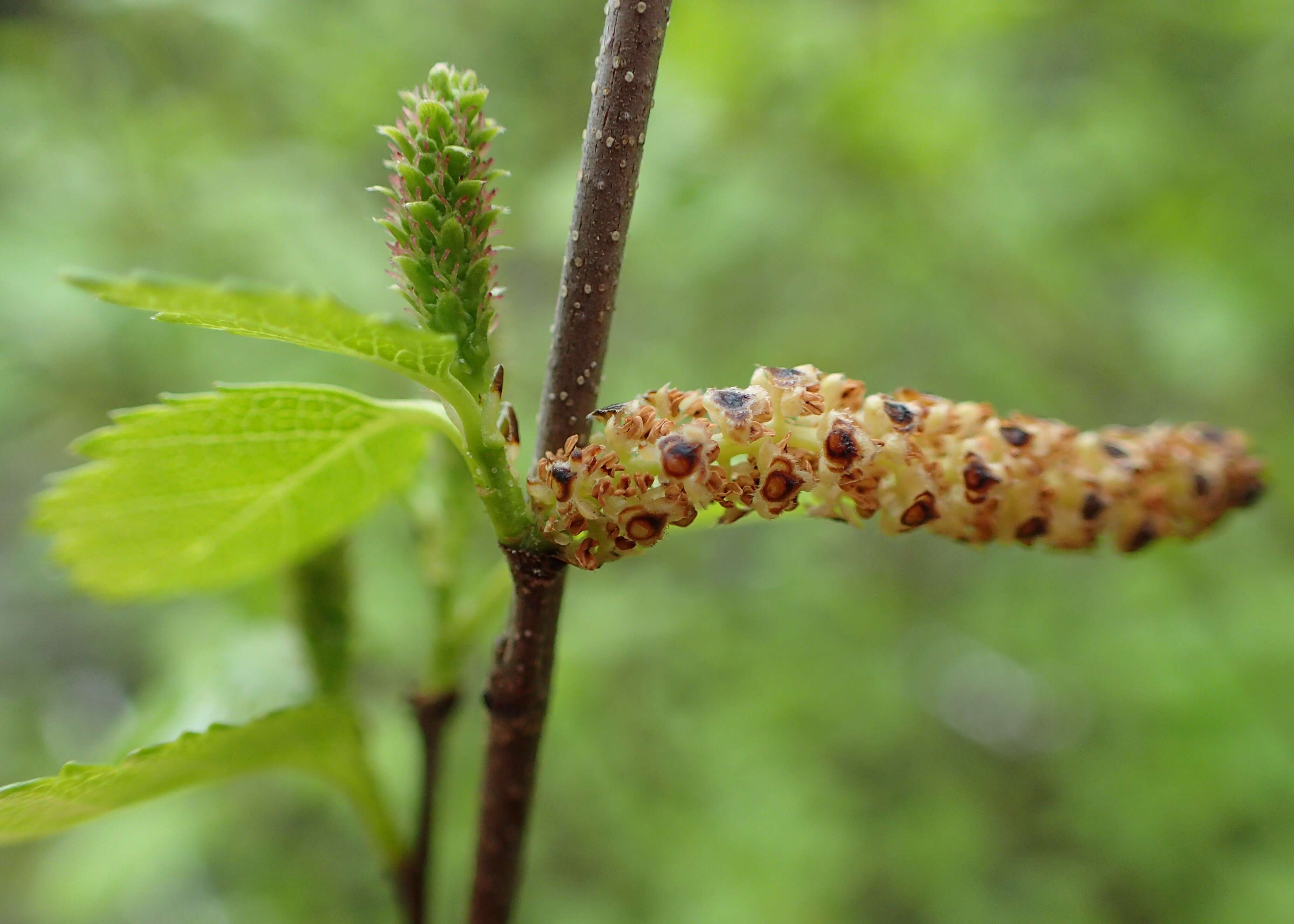 Image of Shrubby Birch