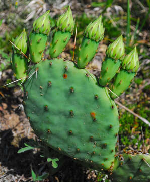 Image of Eastern Prickly Pear