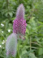 Image of Red Trefoil