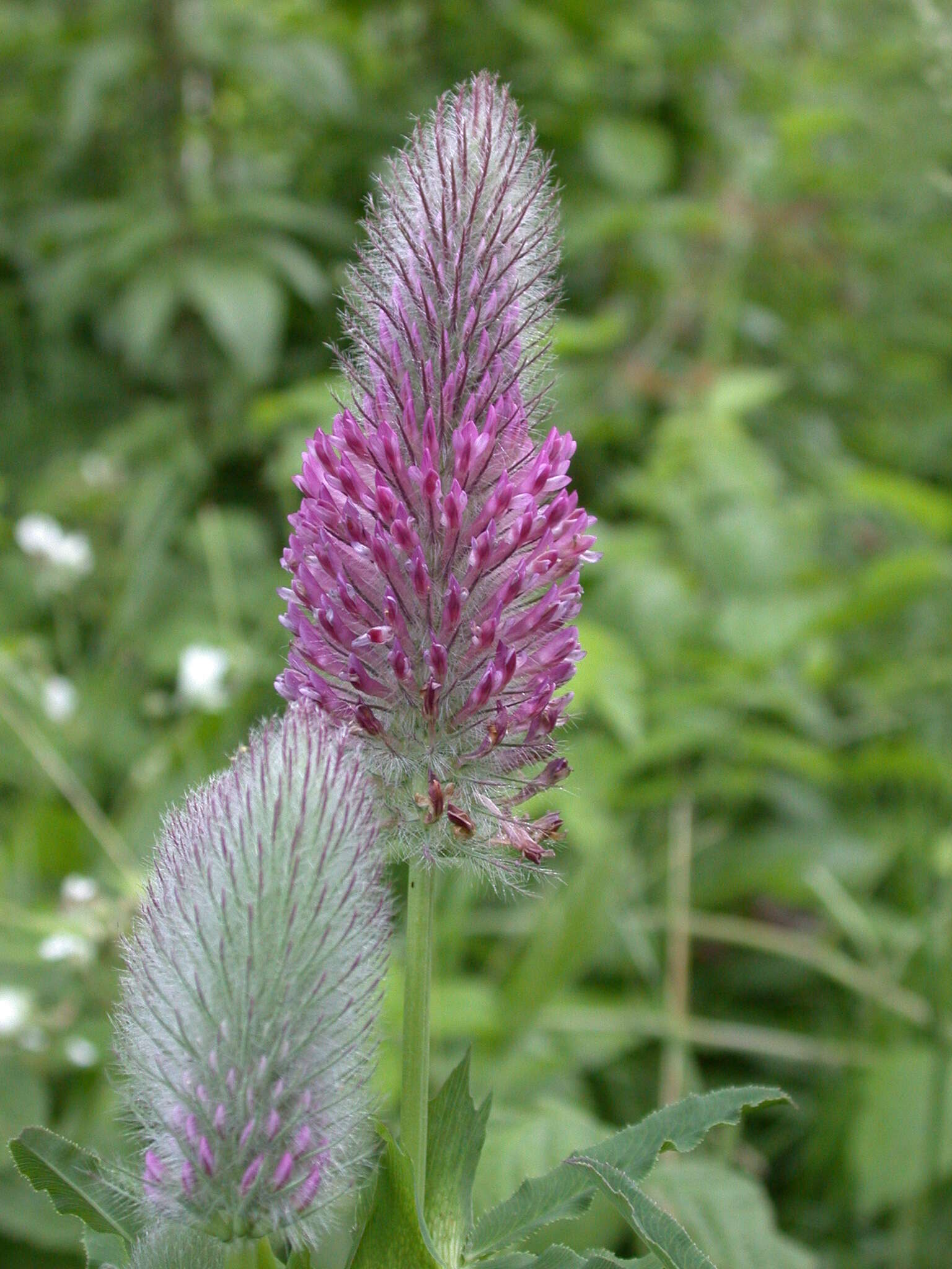 Image of Red Trefoil