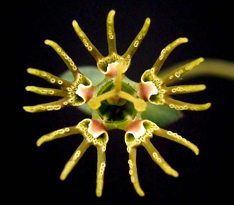 Image of Globose Euphorbia