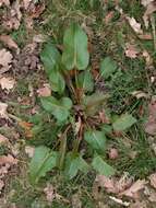 Imagem de Rumex obtusifolius L.