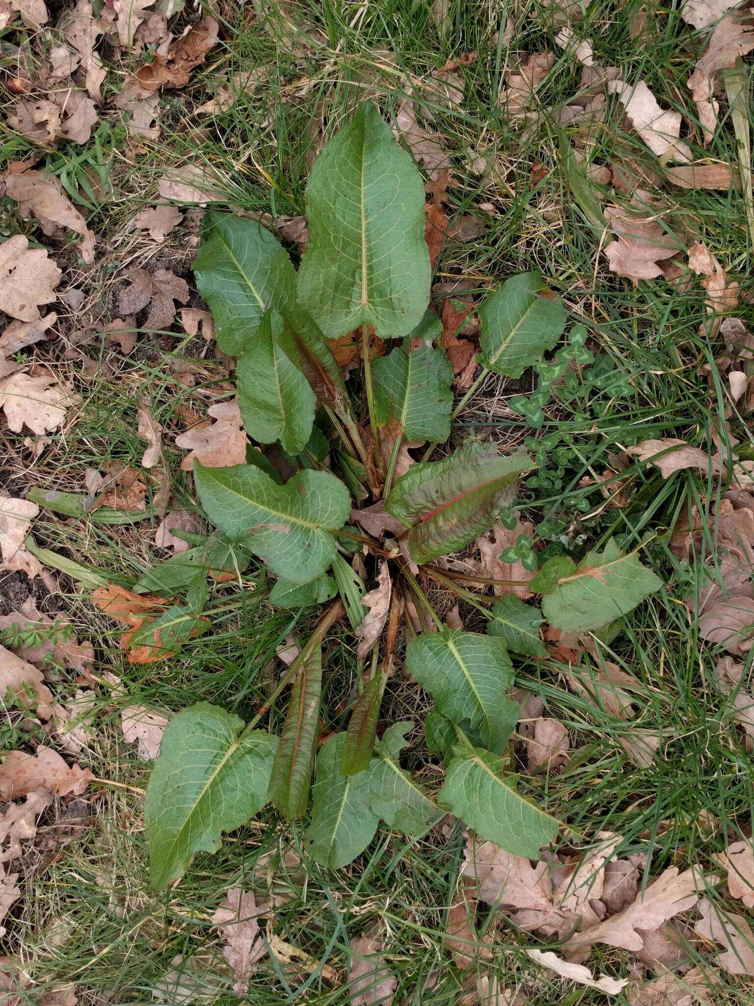 Imagem de Rumex obtusifolius L.