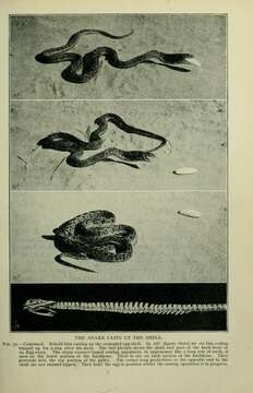 Plancia ëd Dasypeltis scabra (Linnaeus 1758)