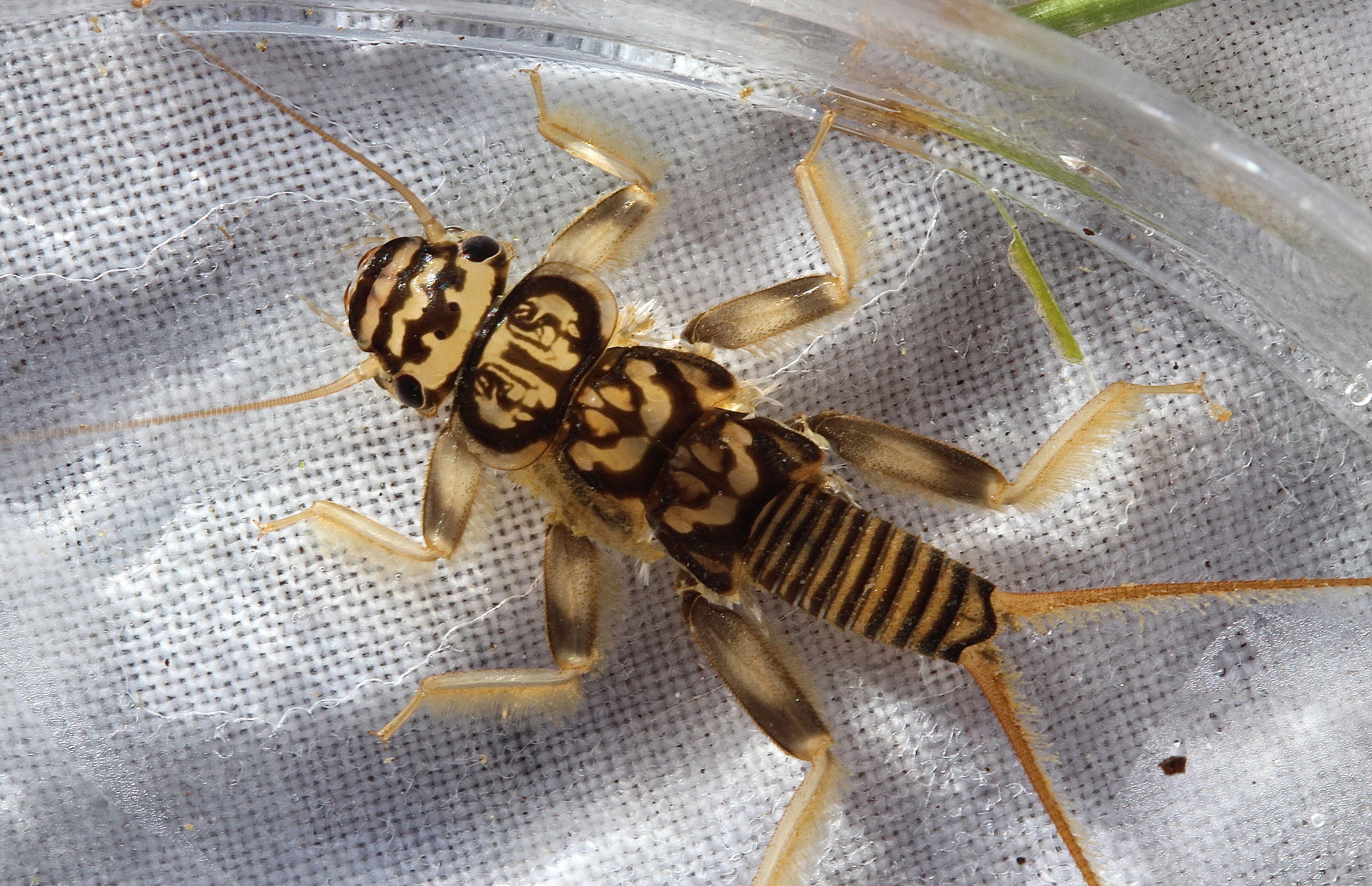 Image of Acroneuria lycorias (Newman 1839)