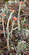 Image of Cladonia macilenta