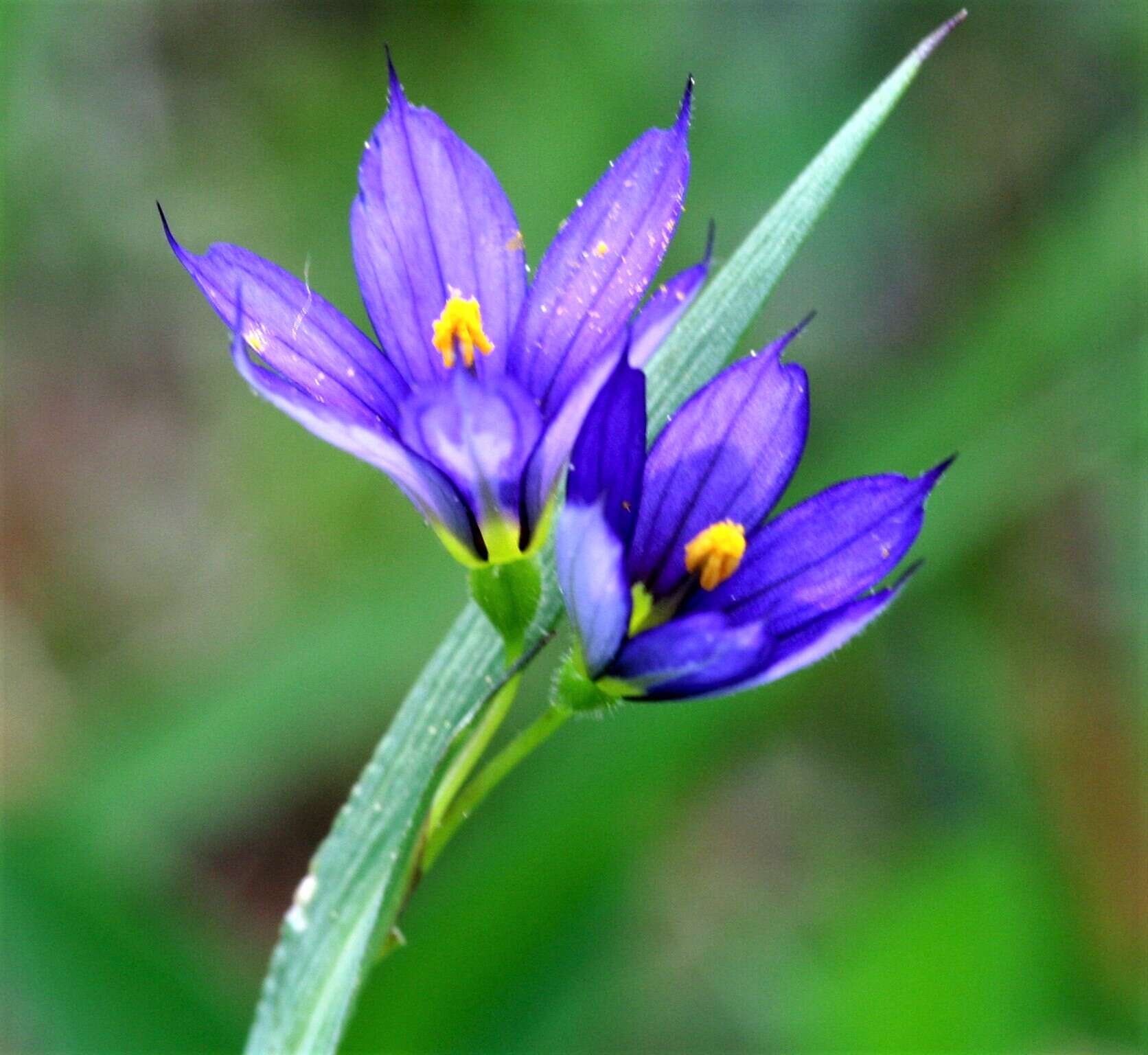 صورة Sisyrinchium bermudiana L.