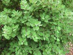 Image of Ginger Bush