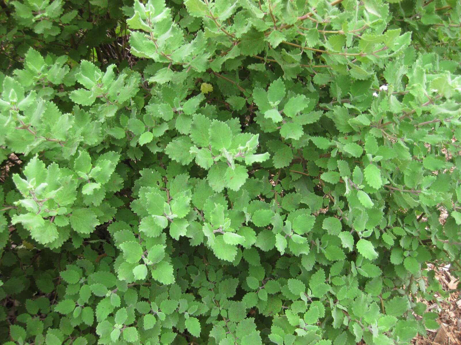 Image of Ginger Bush