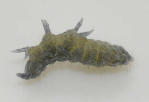 Image of Springtail