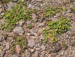 Image of smooth rupturewort