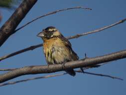 Image of Black-headed Grosbeak