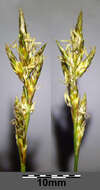 Image of quaking-grass sedge