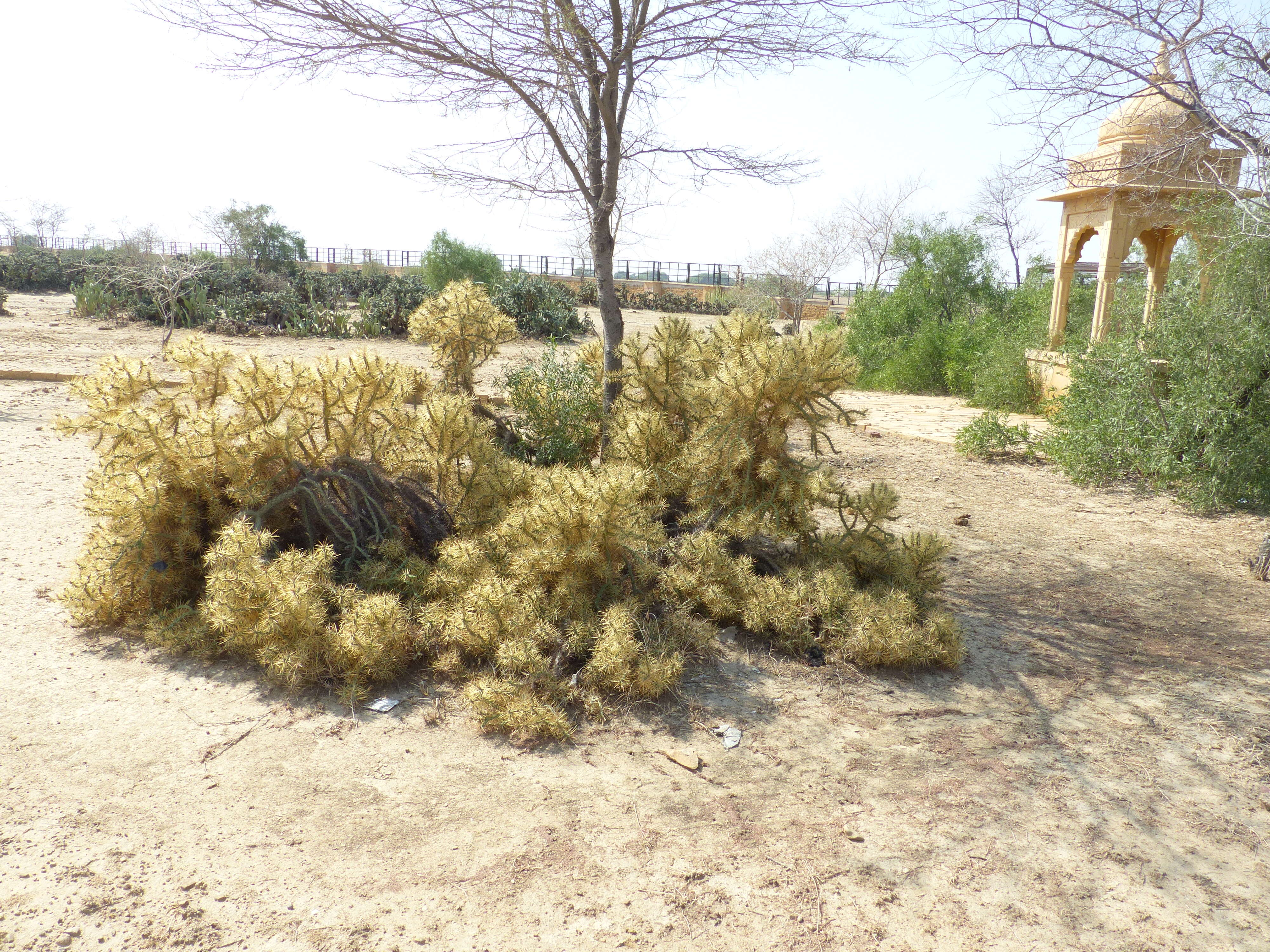 Image de Cylindropuntia ramosissima (Engelm.) F. M. Knuth