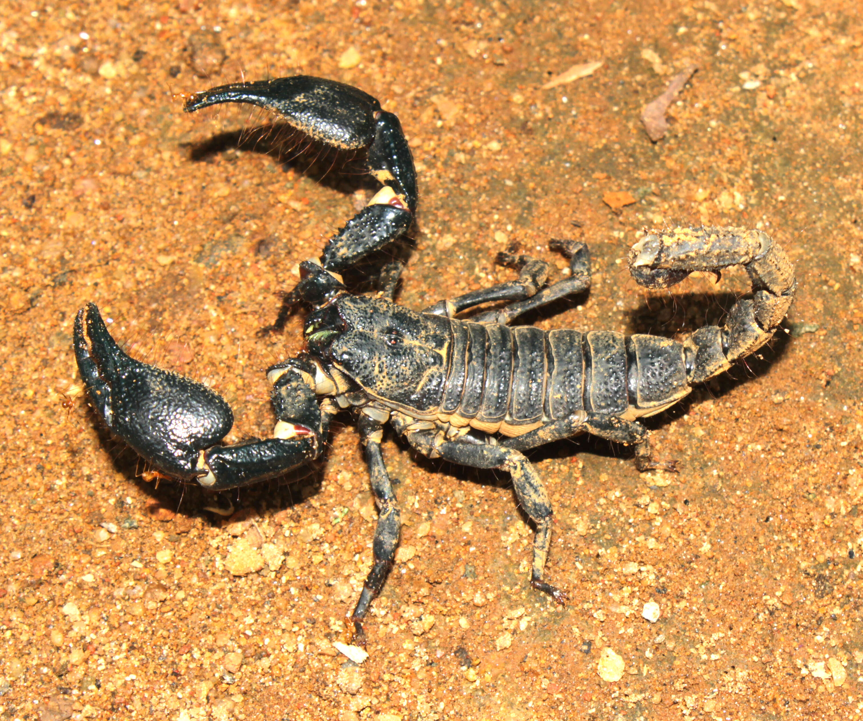 Image of Heterometrus bengalensis (C. L. Koch 1841)