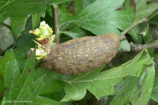 Image of Gymnosporangium clavariiforme (Wulfen) DC. 1805