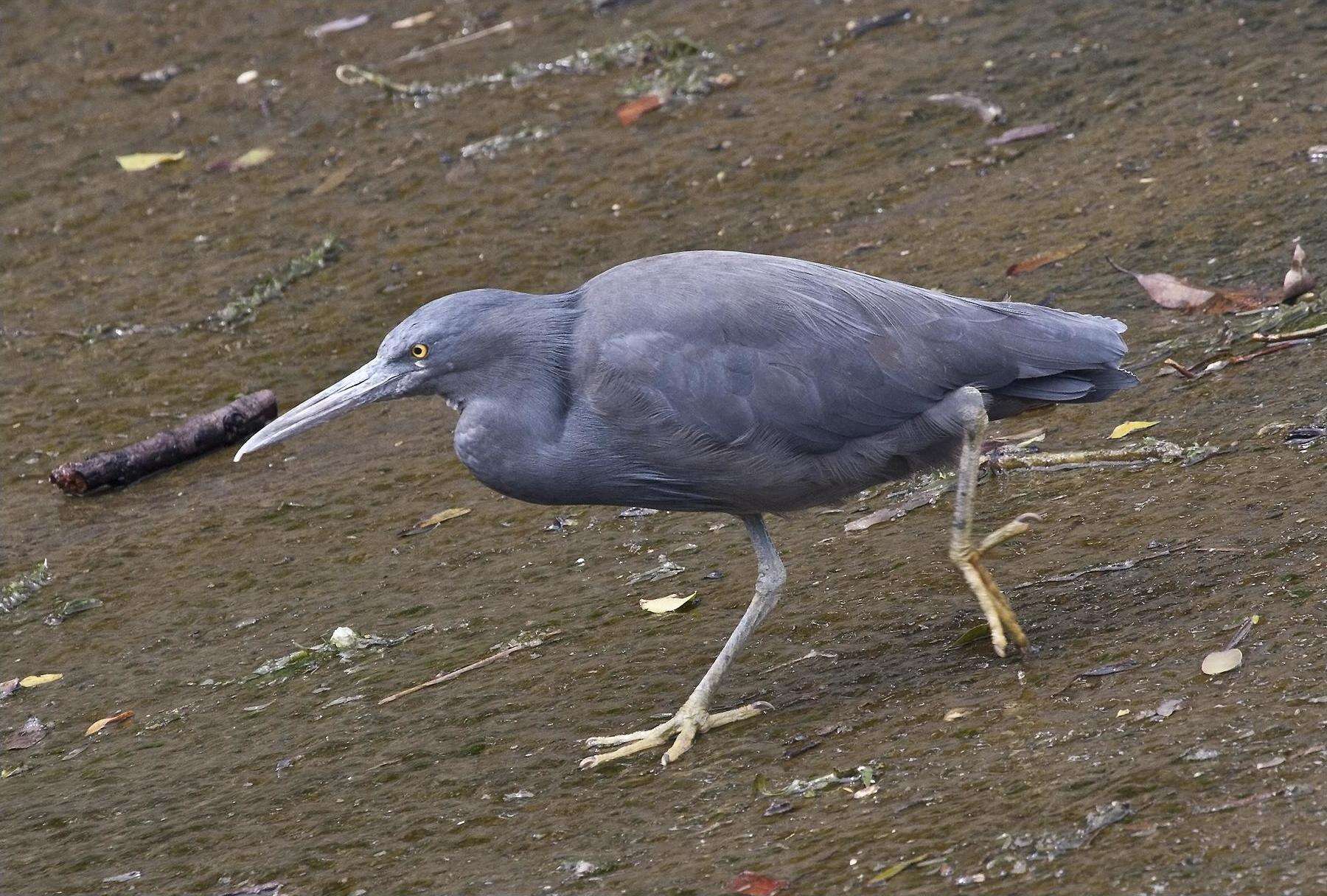 Image de Aigrette sacrée