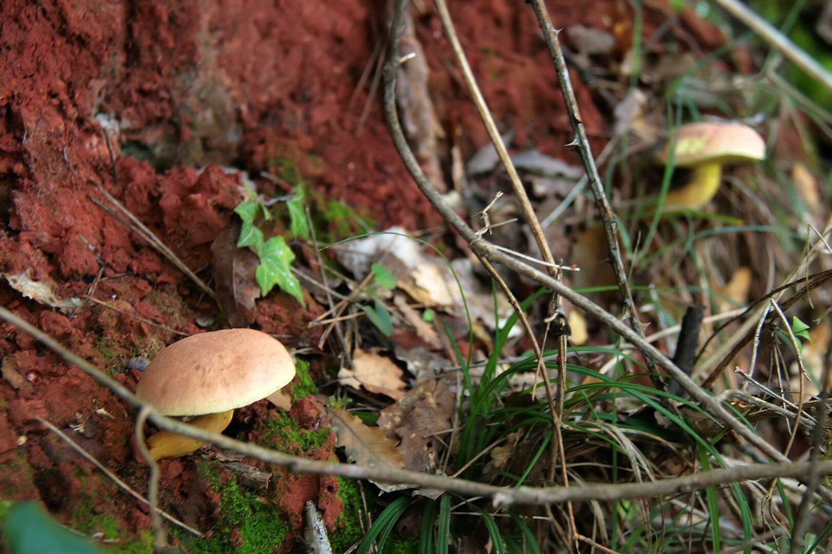 Imagem de Caloboletus calopus (Pers.) Vizzini 2014