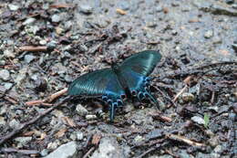 Image de Papilio maackii Ménétriés 1859