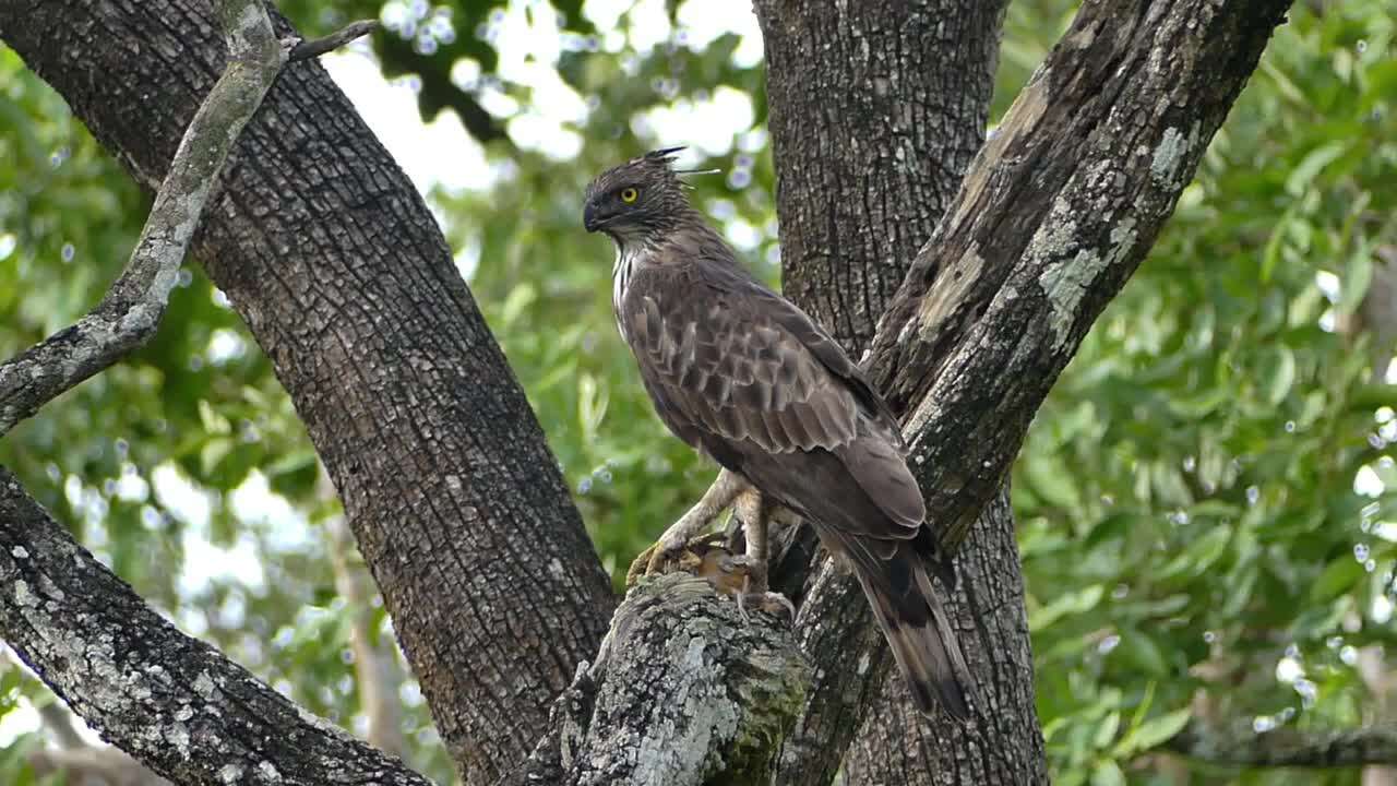 Nisaetus cirrhatus (Gmelin & JF 1788) resmi