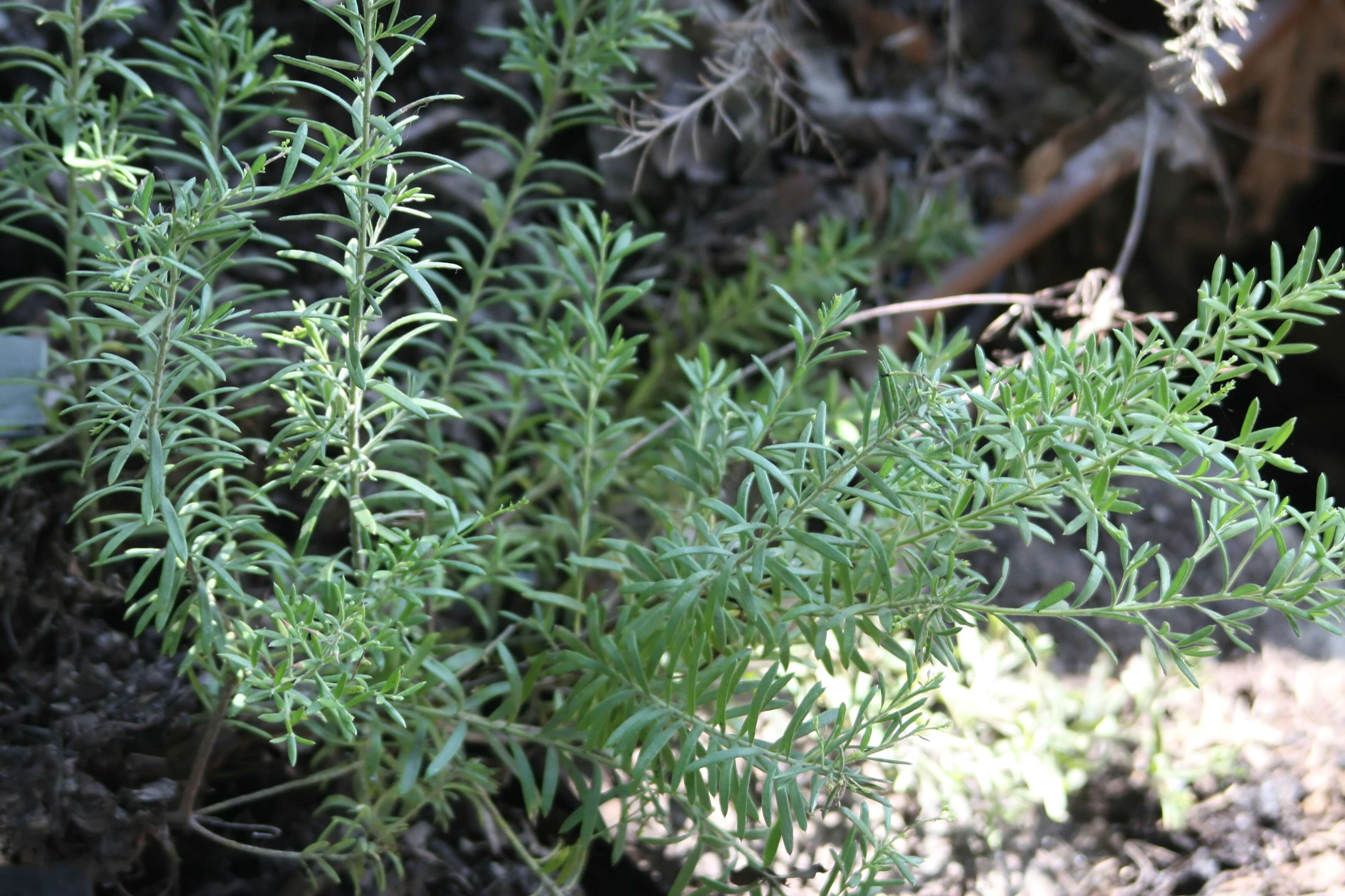 Image of Grevillea paniculata Meissn.