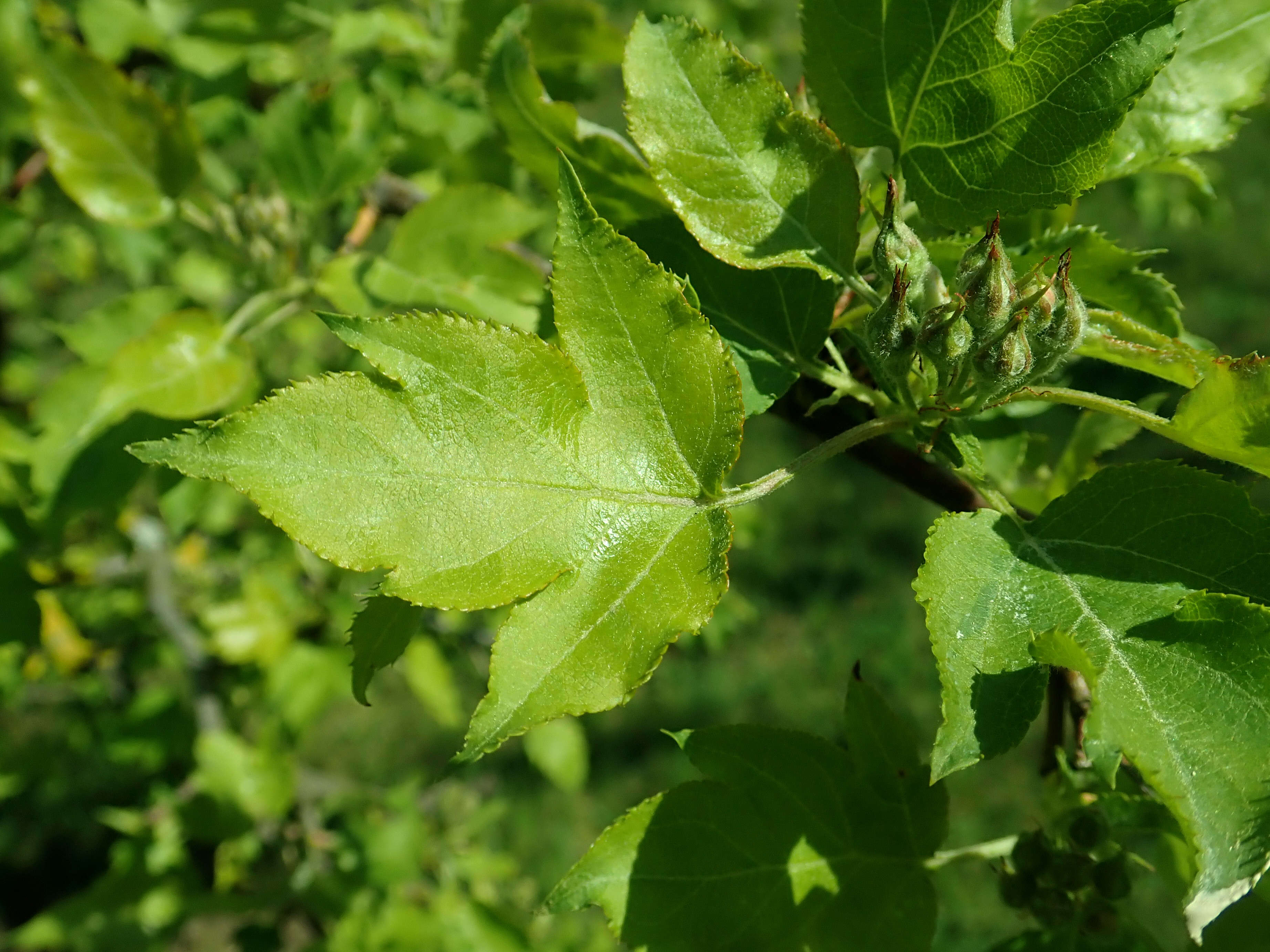 Plancia ëd Malus toringoides (Rehd.) Hughes