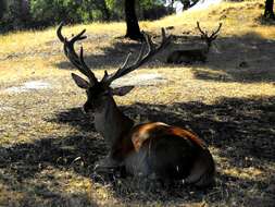 Image of Cervus elaphus hispanicus Hilzheimer 1909