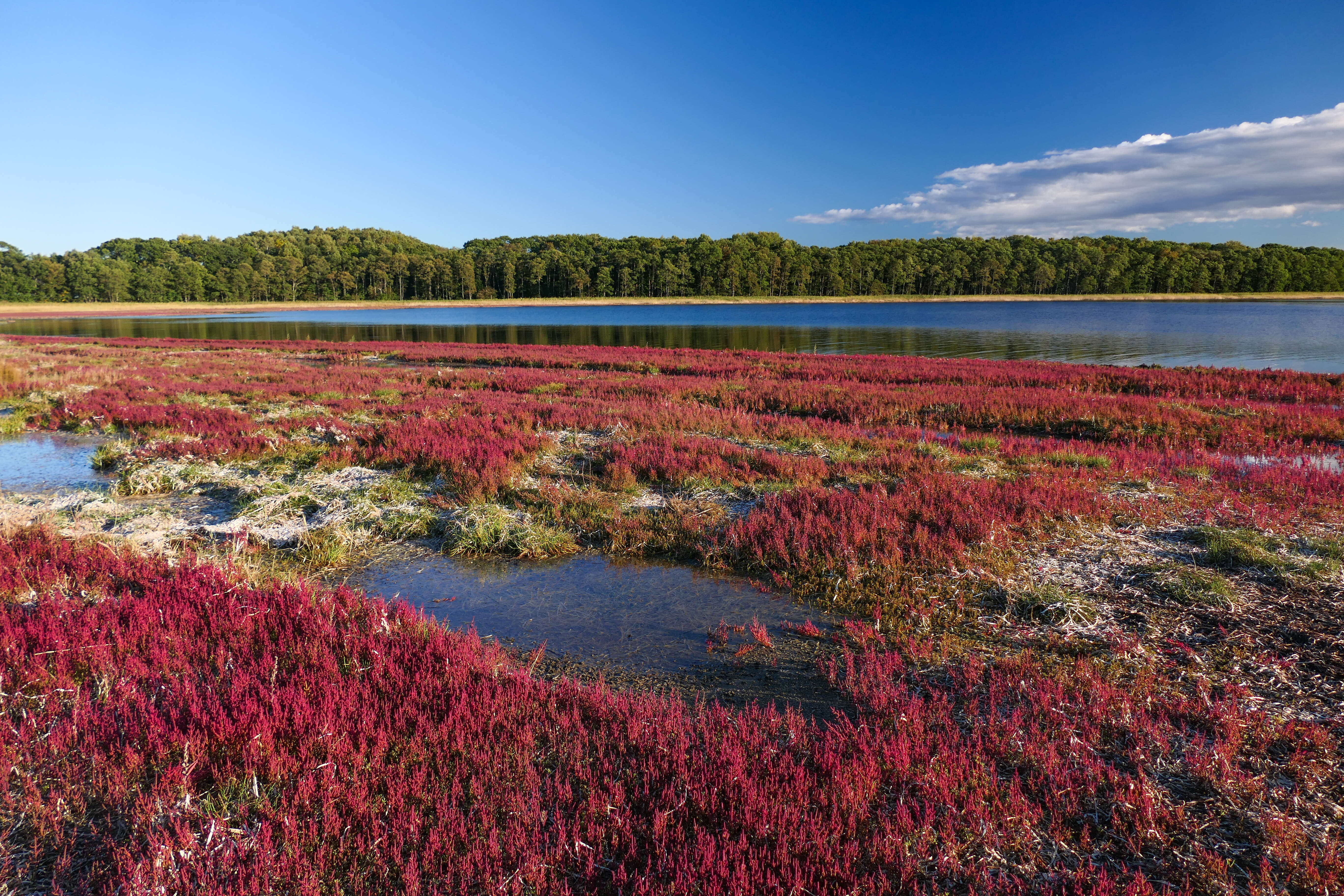 Image of glasswort