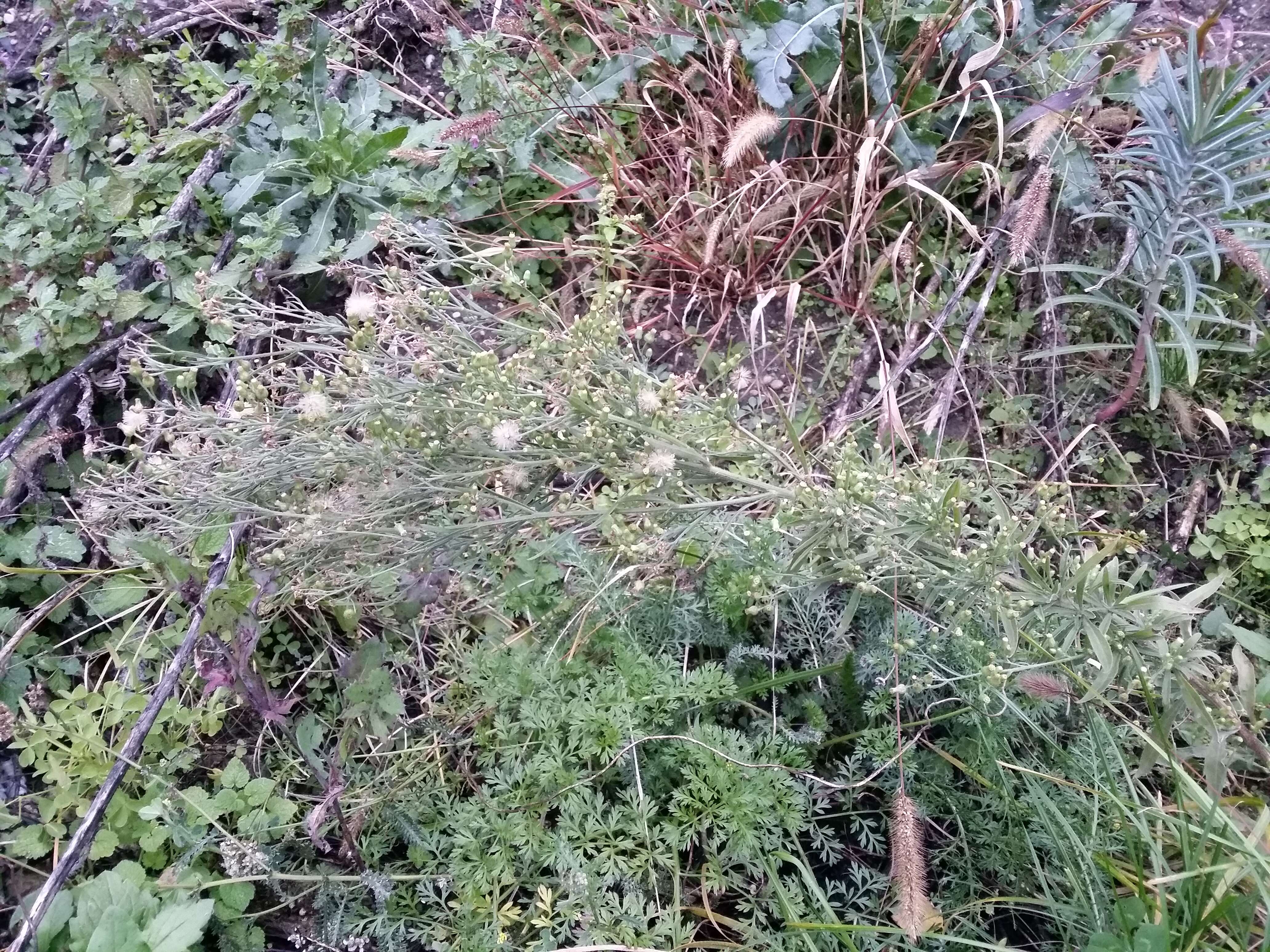 Imagem de Erigeron sumatrensis Retz.