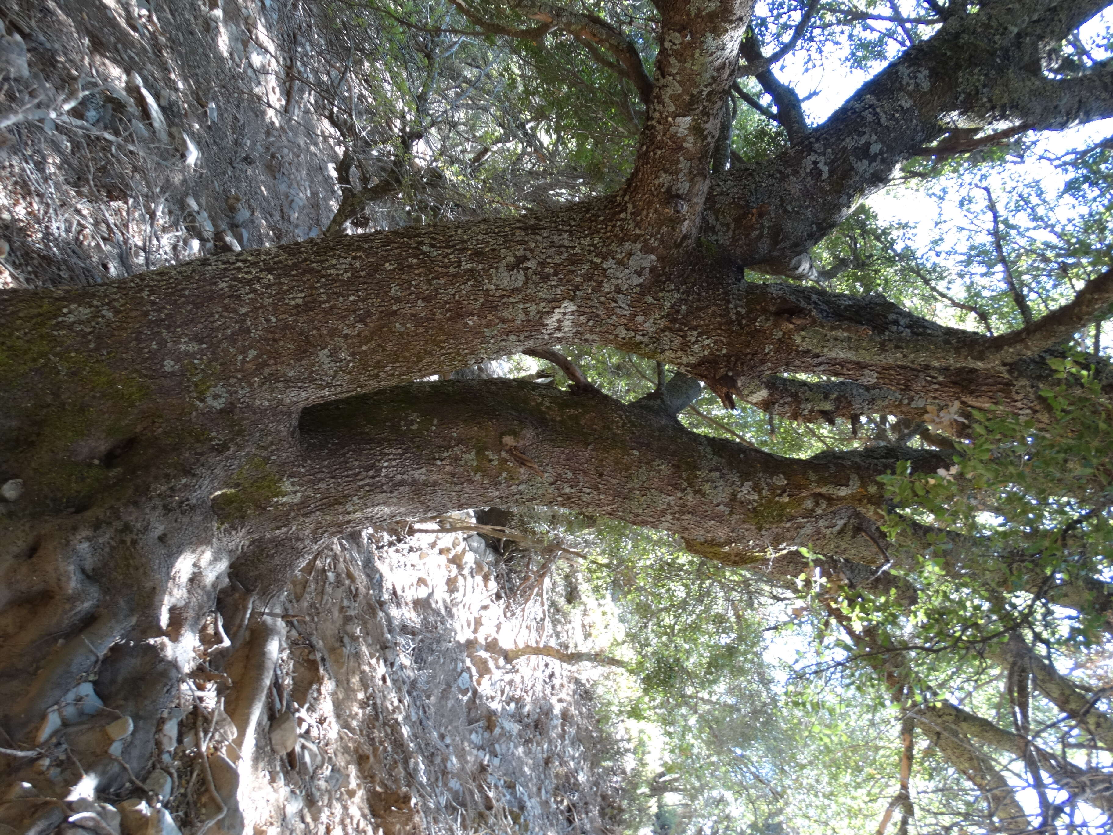 Image of Kermes Oak