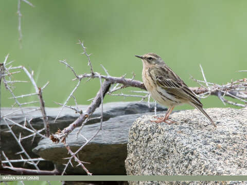 Image of Rosy Pipit