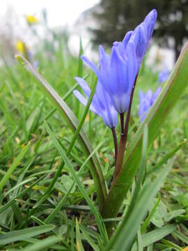 Image of Siberian squill