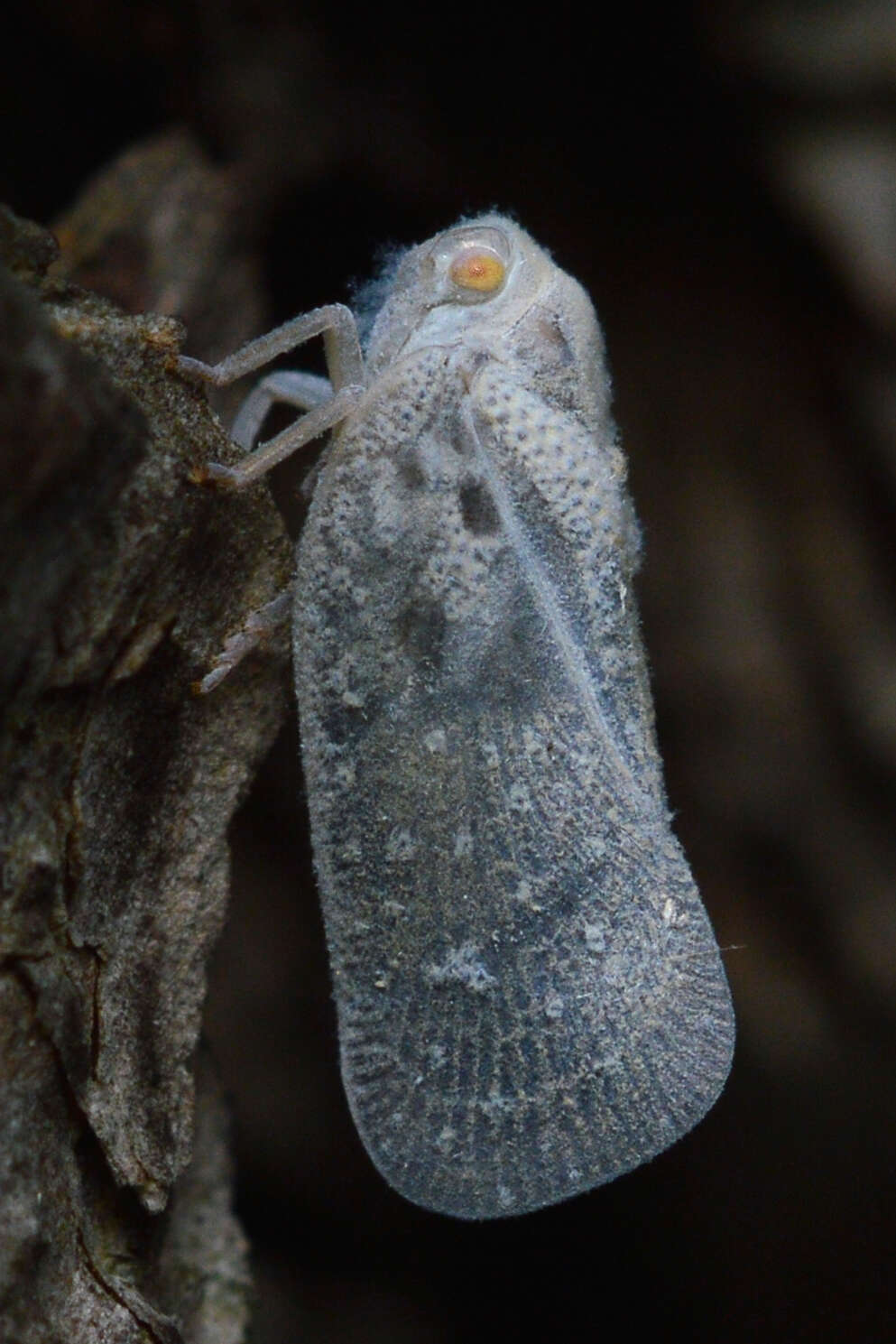 Image of Citrus Flatid Planthopper