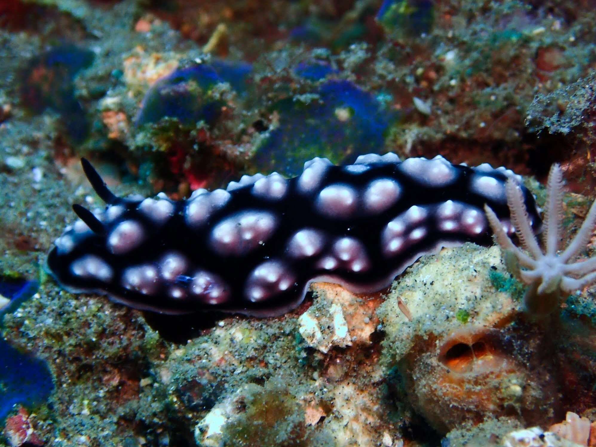 Image of Lumpy black and grey slug