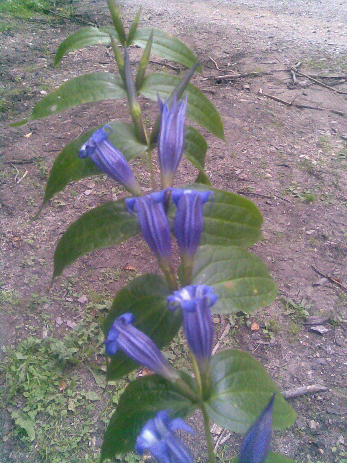 Image of Gentiana asclepiadea L.