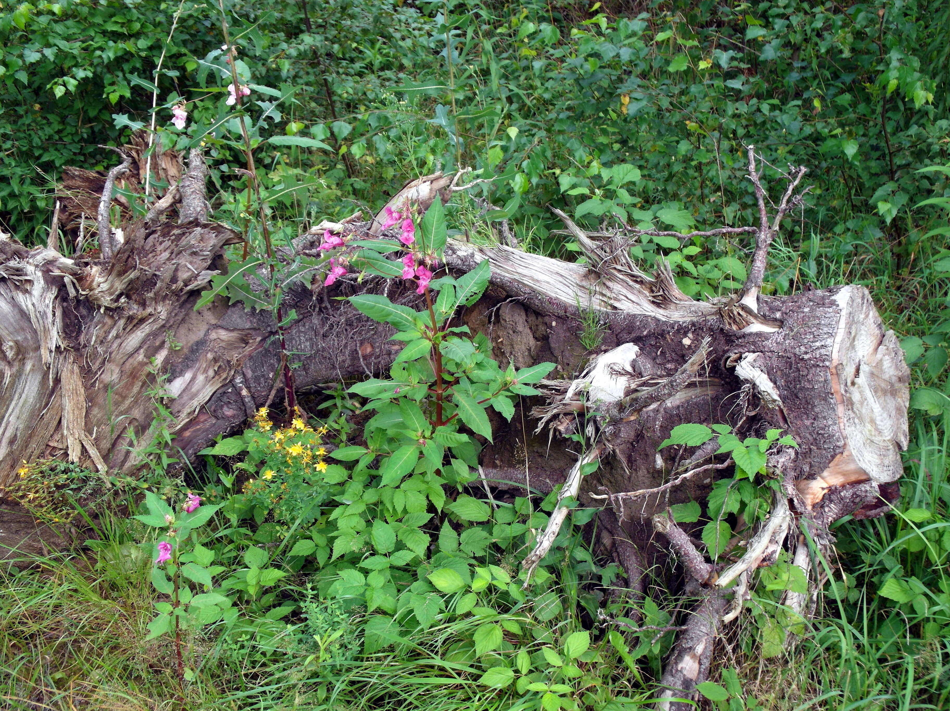 Image of Himalayan balsam