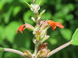 Image of Colquhounia coccinea Wall.